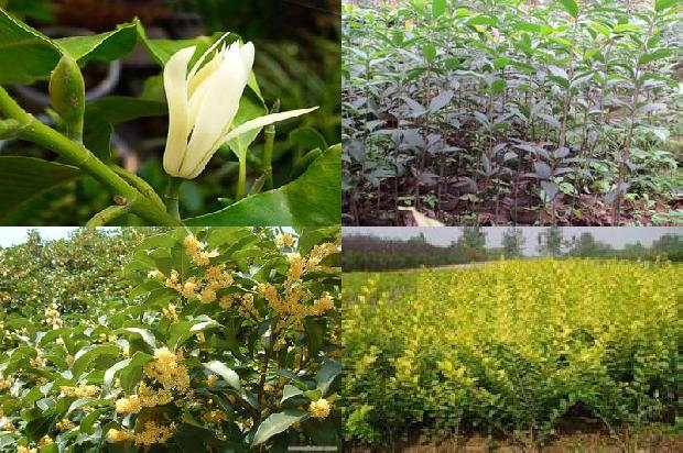 4公分桂花树最新价格1676161966913