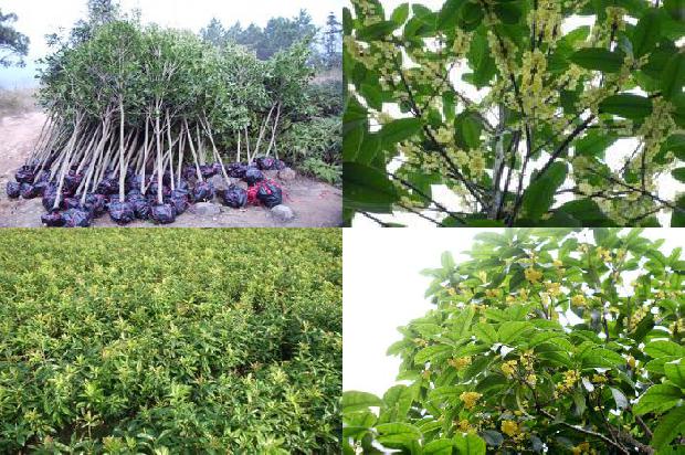 30公分桂花树最新价格1676162030949