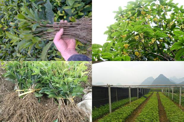 桂花树15公分的多少钱1676162111361