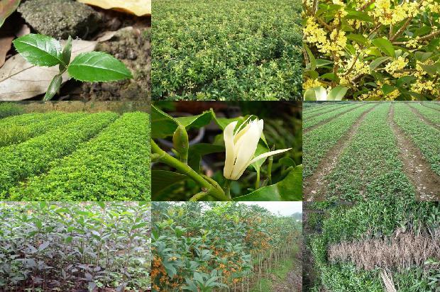 桂花红茶的功效与作用及禁忌症有哪些1689467268476