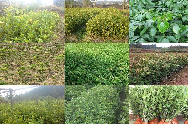 桂花茶时间长了可以喝吗1689381579603