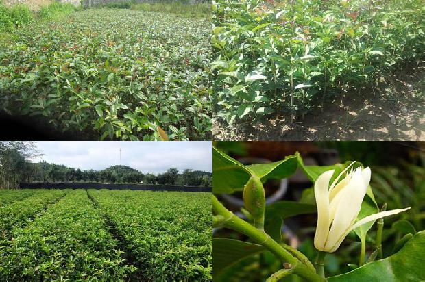 桂花茶的价格是多少1676162470060