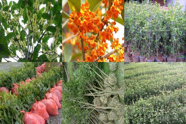 桂花茶的价格是多少1676162470066