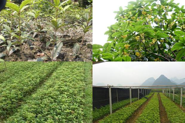 门口种植桂花树好吗1688607971438