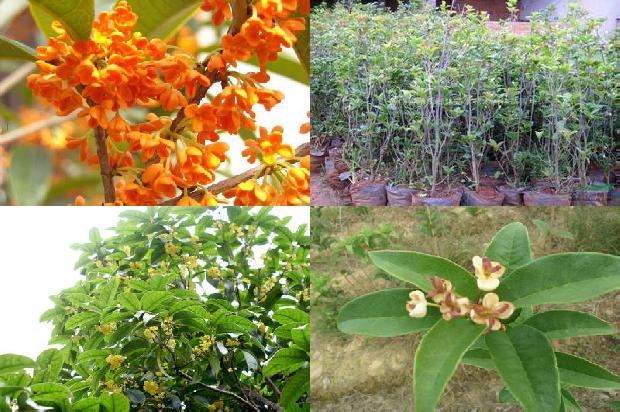 10公分桂花树最新价格1676162613941