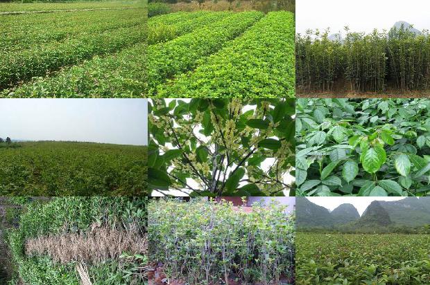 北方种植桂树1676163203175