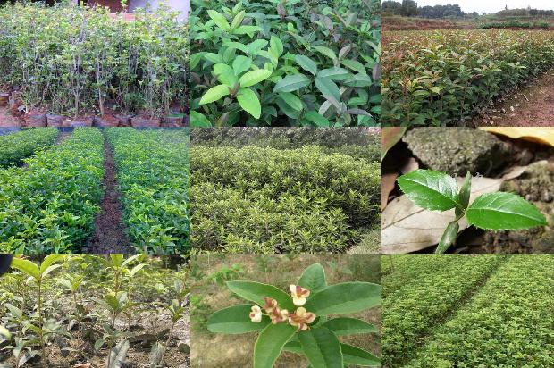 桂花应该用多少度水泡茶1689576763997