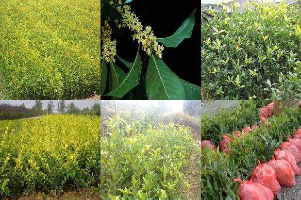 桂花一年开几次花的品种是什么1688861607610
