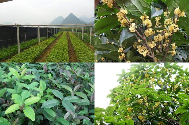 怎样泡制桂花茶喝1689577180578