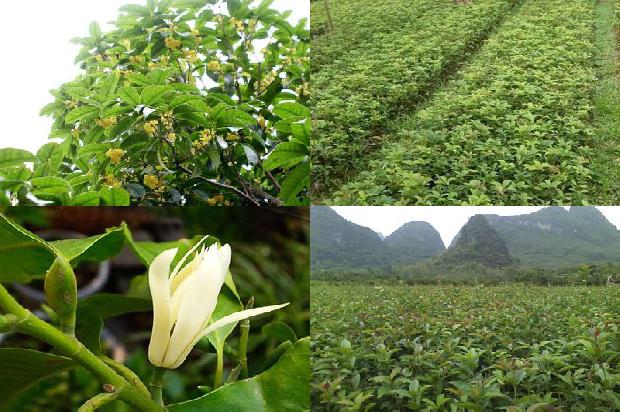 桂花树能种在阳台上吗1676163733937