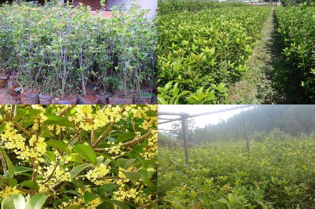 桂花树适合北方种植吗1676163879869