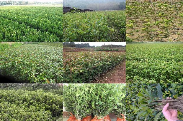 桂花树哪种好养1676163899449