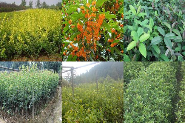 桂花树哪种好养1676163899455