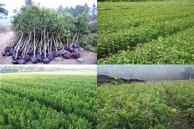 桂花树哪种好养1676163899461