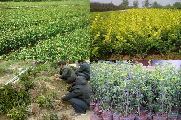 桂花树上的红蜘蛛怎么治1676247416031