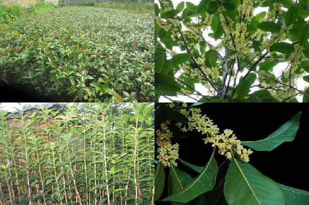 桂花树一年能扎根吗1690763914638