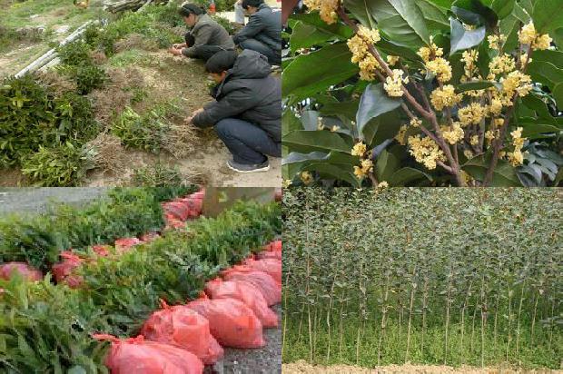 桂花树长果实1676247778873
