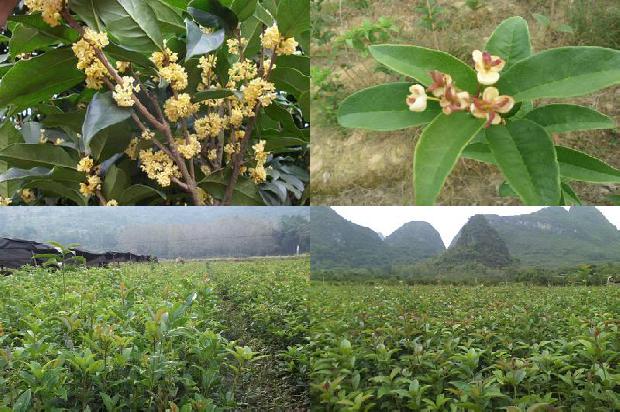 桂花树怎么栽种1676247947060