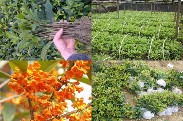桂花树月月开花是什么品种1676248007843