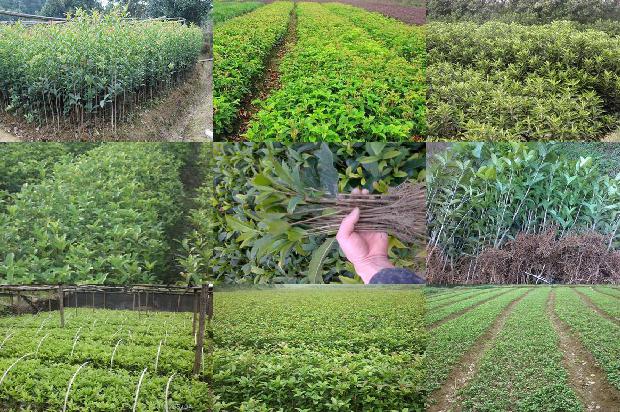 桂花在什么时候种植比较合适呢1688606554146
