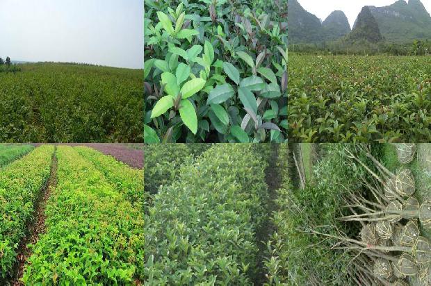 门前种桂花树好不好1676248469836