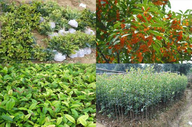 庭院种植桂花好不好养殖1688432454223