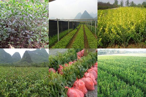 桂花树旁边种什么树好1676248516864