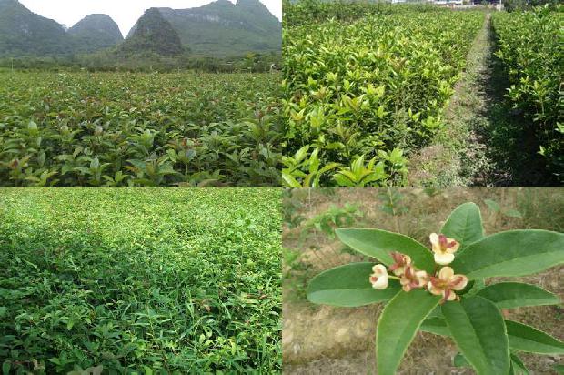 桂花树结果的吗1676248805976