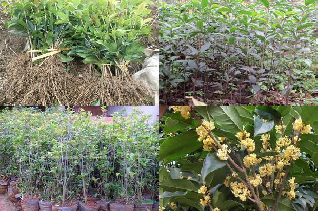 桂花树属于楠木吗还是树木1688434730409