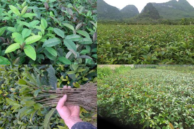桂花树结的果有什么作用1676249286291
