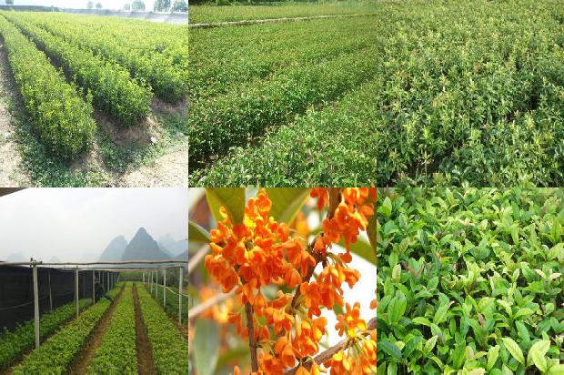 桂花乌龙茶能和陈皮一起泡多少度水1689467836888
