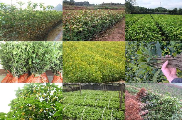 桂花树好处1676249595791 桂花树好处1676249595791