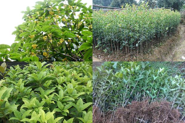 桂花树好处1676249595797 桂花树好处1676249595797