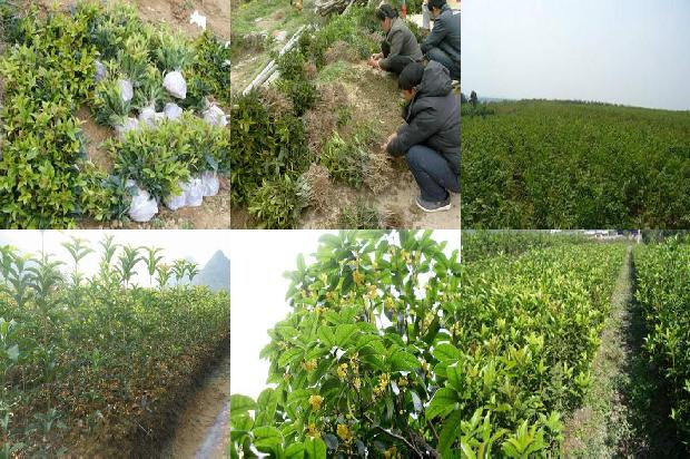 桂花树好处1676249595803 桂花树好处1676249595803