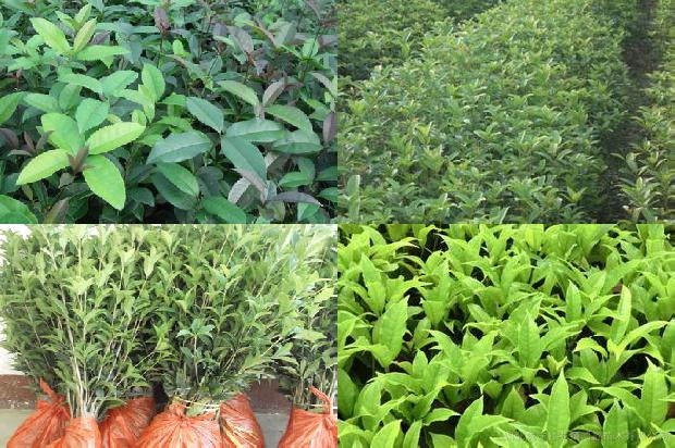 绿植桂花树1676249776498