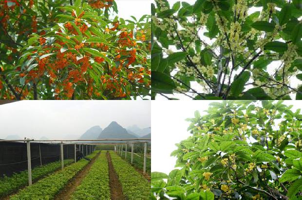 桂花树怎么栽培1676249787746