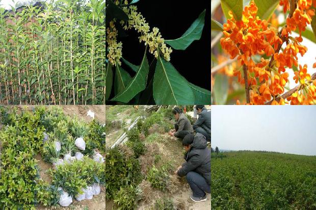 山东桂花什么时候移栽最好1690331765356