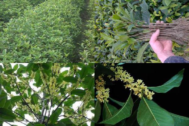 桂花树的花季是几月份1690245414274