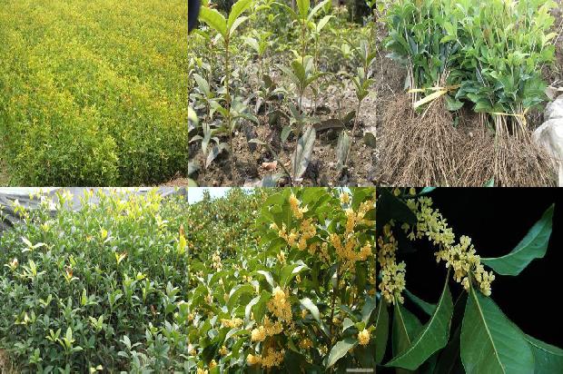桂花枸杞茶禁忌1689208113160