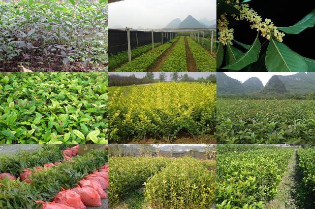 桂花树是木本植物吗1676334350069