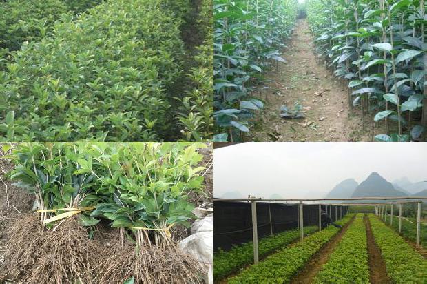 桂花茶对脾胃好吗1689381515507