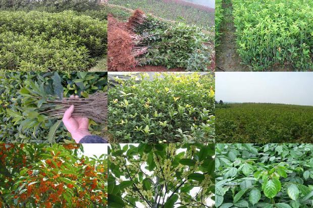 厂里种桂花树好不好1676334810622