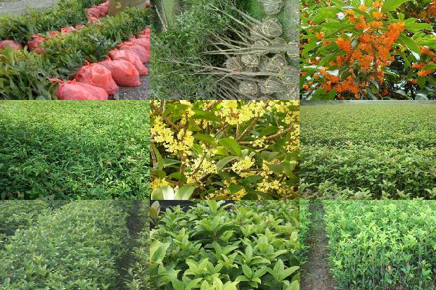 桂花树北方能种植吗1676335188576