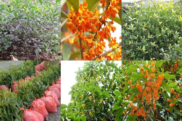 桂花从播种到开花的时间1688606886999