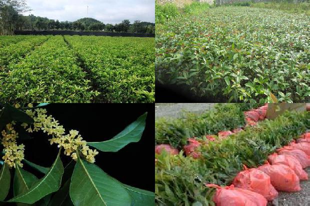 怎样泡制桂花茶?1689577177015