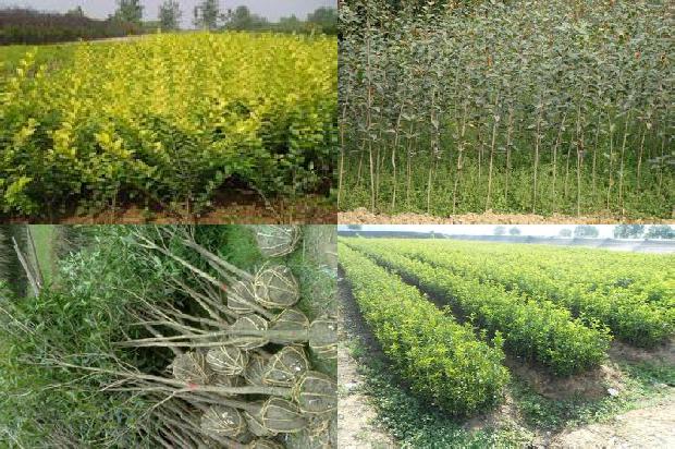 桂花属于木本植物1688518945399
