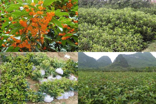桂花树可以种在阳台吗1676336373518