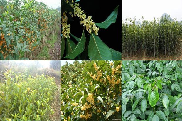 桂花树花坛1676420262926 桂花树花坛1676420262926