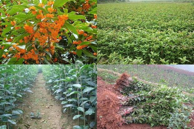 桂花树花坛1676420262932 桂花树花坛1676420262932