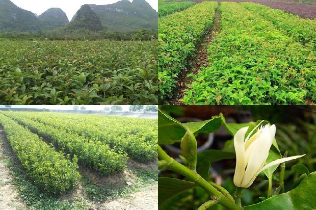 桂花树花坛1676420262938 桂花树花坛1676420262938